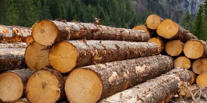 Заблуждение «зеленого леса»: его суть и влияние на спортивные ставки Заблуждение «зеленого леса»: его суть и влияние на спортивные ставки