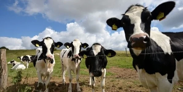 Журова: если Мудрик докажет, что мельдоний попал в него от коровы, его оправдают Журова: если Мудрик докажет, что мельдоний попал в него от коровы, его оправдают